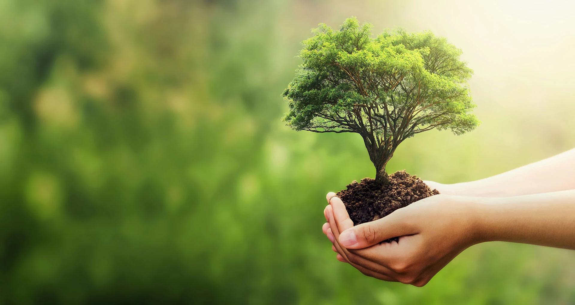 hand-holding-tree-on-blur-green-nature-background-2026-03-05-11-53-22-utc